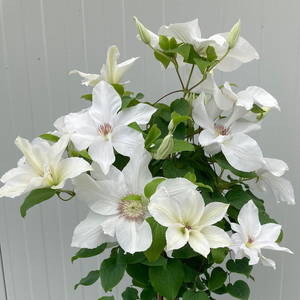 Clematis Guernsey Flute ('EviGsy153') (PBR)