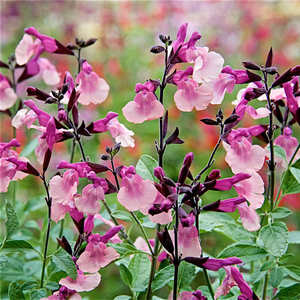 Salvia Melba magic® Peach Melba