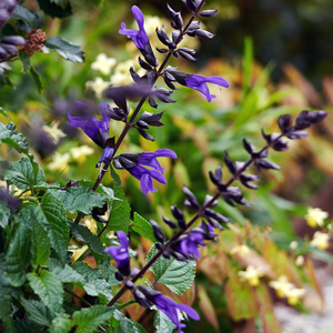Salvia Lake Blueberry ('Tl1016') (Salgoon Series) (PBR)