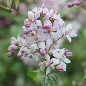 Deutzia × hybrida Mont Rose