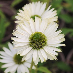 Echinacea purpurea Virgin (PBR)
