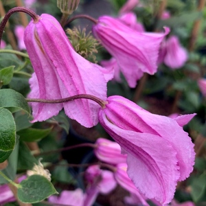 Clematis Alionushka