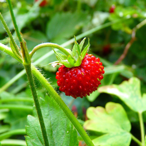 musk strawberry 