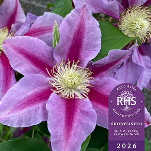 Clematis Queen's Nurse ('EviGsy159') (PBR)