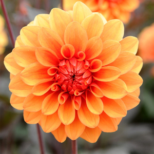 Dahlia David Howard