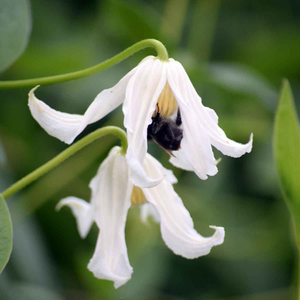Clematis integrifolia Alba