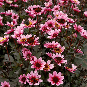 Dahlia Pretty Woman ('Vdtg43') (PBR) (Dark Angel Series)