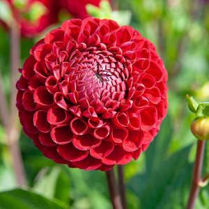 Dahlia Cornel