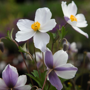 Anemone Wild Swan ('Macane001') (PBR)