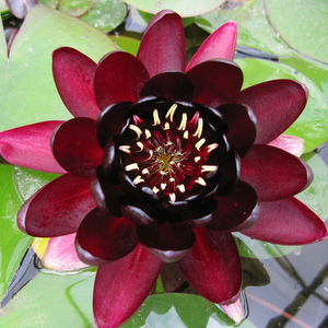 Nymphaea Black Princess