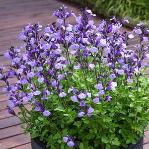 Salvia SoCool Pale Blue (PBR)