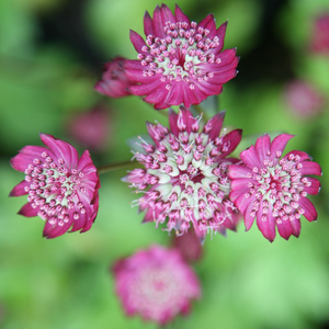 Astrantia major Rubra