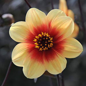 Dahlia Moonfire