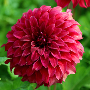 Dahlia 'Spartacus' Senior
