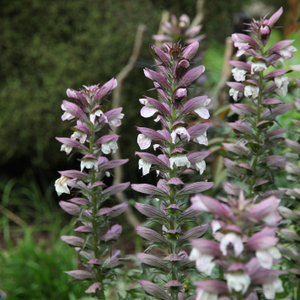 Acanthus spinosus