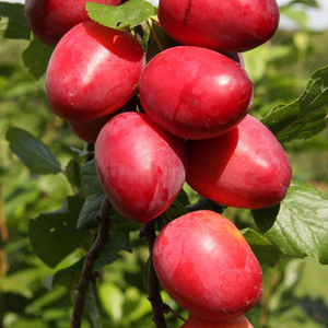 plum Mirabelle Ruby COLUMNAR (PBR)