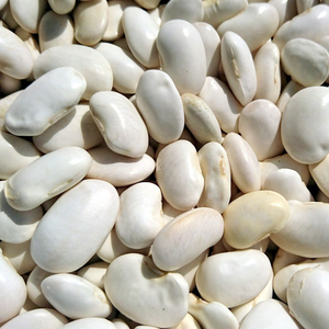 butterbean Fagiolo Di Spagna