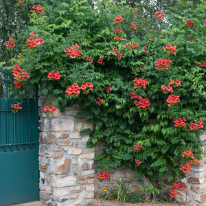 Campsis × tagliabueana Madame Galen