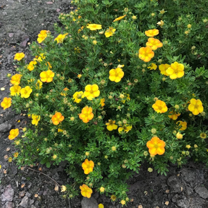 Potentilla fruticosa Bella Lindsey ('Hendlin') (PBR)