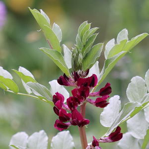 bean (broad) crimson-flowered