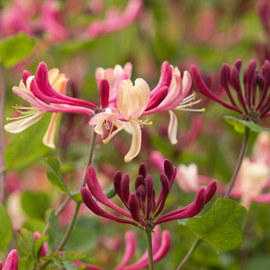 Lonicera periclymenum Rhubarb and Custard