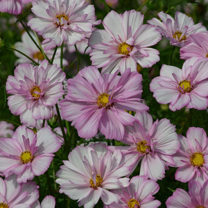 Cosmos bipinnatus Cosimo Collarette (Cosimo Series)