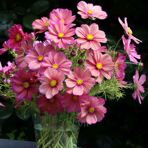Cosmos bipinnatus Xsenia