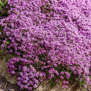 Thymus serpyllum 