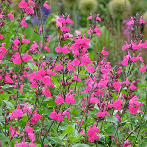 Salvia microphylla Cerro Potosi