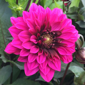 Dahlia Purple Haze