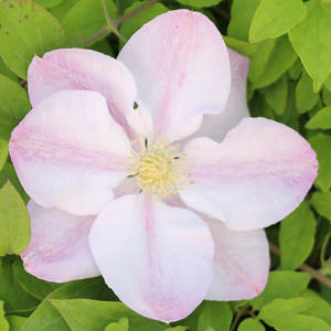 Clematis Innocent Blush