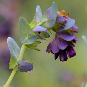 Cerinthe major Purpurascens