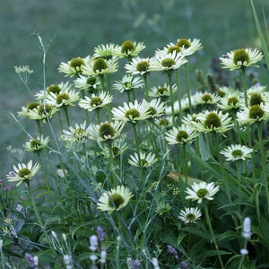 Echinacea purpurea Green Jewel (PBR)