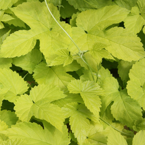 Humulus lupulus Aureus