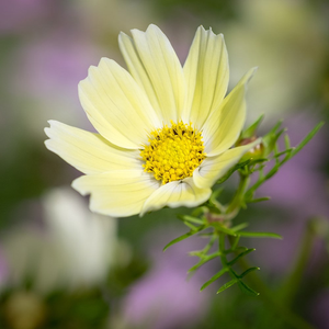 Cosmos bipinnatus Xanthos