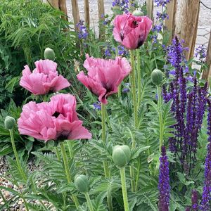 Papaver (Oriental Group) Pink Perfection