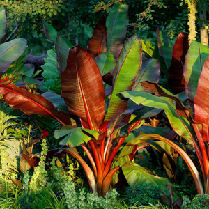 Ensete ventricosum Maurelii