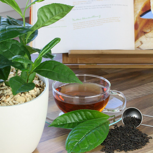Camellia sinensis var. sinensis