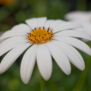 Osteospermum Snow Pixie