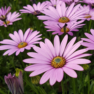 Osteospermum jucundum 