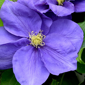 Clematis Kingfisher ('Evipo037') (PBR)