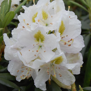 Rhododendron Madame Masson