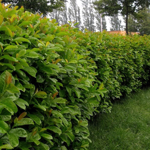 Prunus laurocerasus Etna ('Anbri') (PBR)