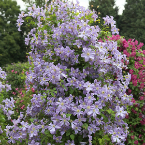 Clematis Prince Charles