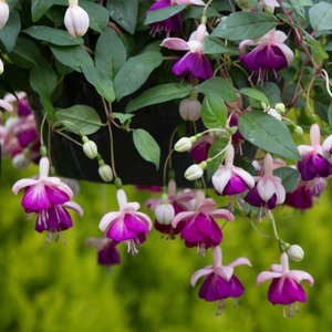 Fuchsia Eva Boerg