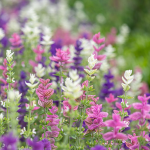 Salvia viridis 