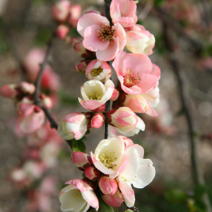 Chaenomeles speciosa Moerloosei