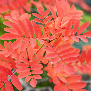 Sorbus Copper Kettle