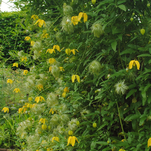 Clematis Lambton Park