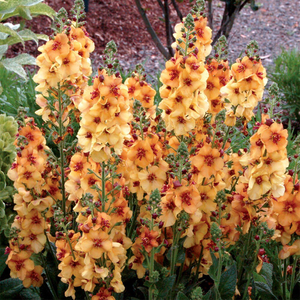 Verbascum Honey Dijon